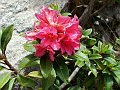 Ericaceae - Rhododendron ferrugineum